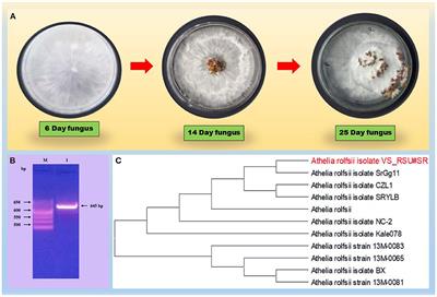 Bacillus subtilis- and Pseudomonas fluorescens-Mediated Systemic Resistance in Tomato Against Sclerotium rolfsii and Study of Physio-Chemical Alterations